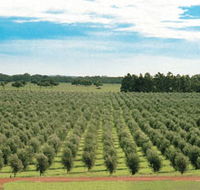 Fini Olives - Darwin Tourism