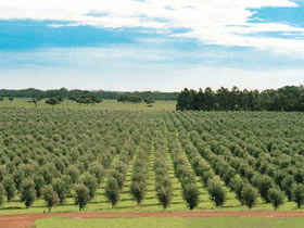 Fini Olives - Darwin Tourism 0