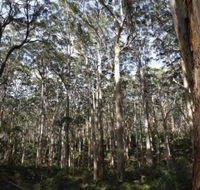 Boranup Karri Forest - Darwin Tourism