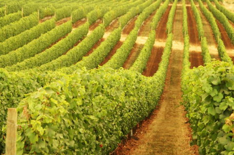 Darlington Estate Winery And Restaurant - Darwin Tourism 0