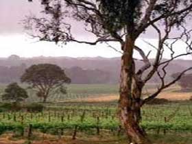 Yangarra Estate Vineyard - Darwin Tourism 0