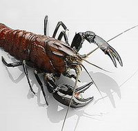 Andermel Marron - Darwin Tourism