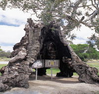 The Herbig Family Tree - Darwin Tourism