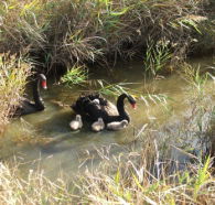 Tamar Island Wetlands Reserve and Interpretation Centre - Darwin Tourism