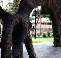Old Gum Tree - Darwin Tourism