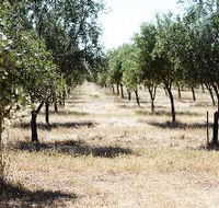 Talinga Grove Olive Oils - Darwin Tourism