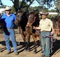 Coffin Bay Brumby Preservation Society Incorporated - Darwin Tourism