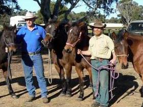 Coffin Bay Brumby Preservation Society Incorporated - Darwin Tourism 0