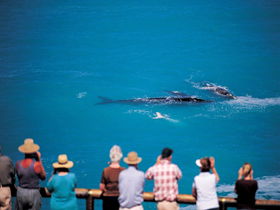 Nullarbor SA Darwin Tourism