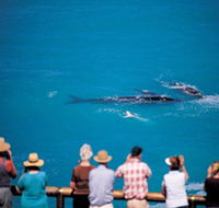 Whale Watching At Head Of Bight - Darwin Tourism