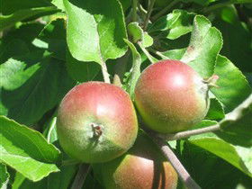 Sage Cooking School - Darwin Tourism 0