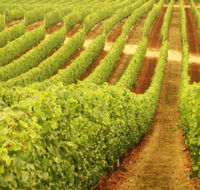 Schild Estate Wines - Darwin Tourism
