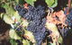 Darlington Vineyard - thumb 0