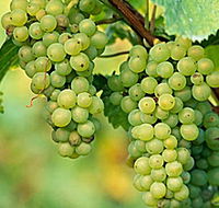 TP Vineyards - Darwin Tourism