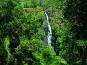 Kondalilla National Park - Darwin Tourism 0