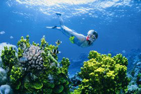 The Whale Dive Site - Darwin Tourism 0
