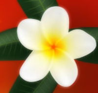 Well Retreat - Day Spa and Teahouse - Darwin Tourism