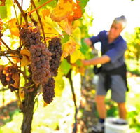 Native Point Wines - Darwin Tourism