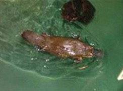 Platypus House - Darwin Tourism 0