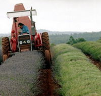 Bridestowe Lavender Farm - Darwin Tourism