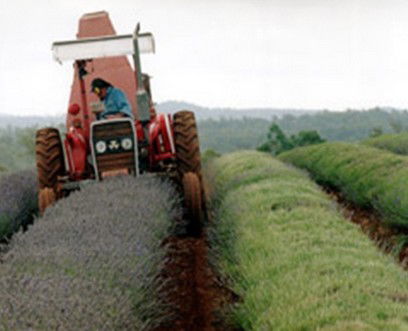 Bridestowe Lavender Farm - Darwin Tourism 0
