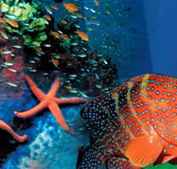 Indo Pacific Marine - Darwin Tourism