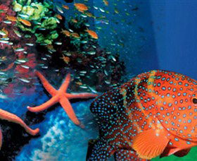 Indo Pacific Marine - Darwin Tourism 0