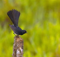 Holmes Jungle Nature Park - Darwin Tourism