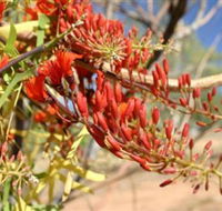 Olive Pink Botanic Garden - Darwin Tourism