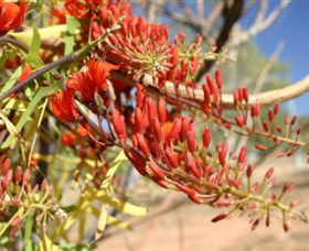 Olive Pink Botanic Garden - Darwin Tourism 0