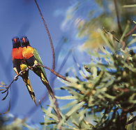 Wangi Falls Walk - Darwin Tourism