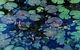 Pine Creek Water Gardens - thumb 0