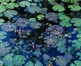 Pine Creek Water Gardens - Darwin Tourism 0