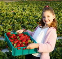 Strawberry Fields - Darwin Tourism