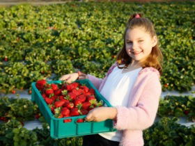 Strawberry Fields - Darwin Tourism 0