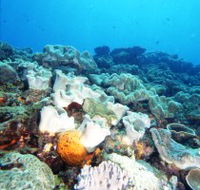 Mudjimba Old Woman Island Dive Site - Darwin Tourism