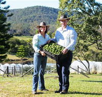 Hinterland Feijoas - Darwin Tourism