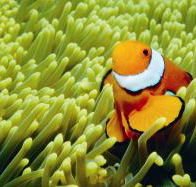 Thetford Reef Dive Site - Darwin Tourism