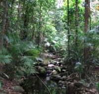 Mossman Gorge Rainforest Circuit Track Daintree National Park - Darwin Tourism