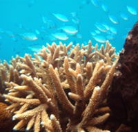 Normanby Reef - Darwin Tourism