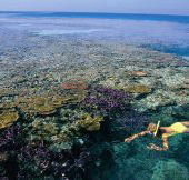 Split Bommie Dive Site - Darwin Tourism