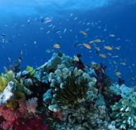 Steve's Bommie Dive Site - Darwin Tourism