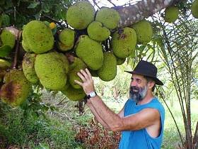 Cape Trib Exotic Fruit Farm - Darwin Tourism 0