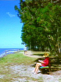 Melaleuca Track - Darwin Tourism 0