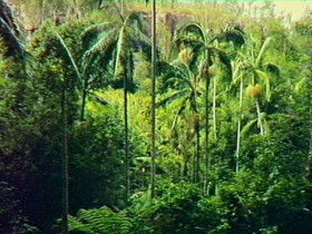 Fern Tree Pool And Giant's Chair Circuit - Darwin Tourism 0