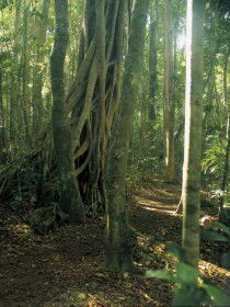 Mount Bithongabel - Darwin Tourism 0