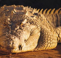 Koorana Crocodile Farm - Darwin Tourism