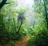 Lamington National Park Green Mountains Section - Darwin Tourism