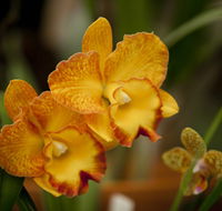 Queens Park - Orchid House