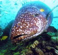 Lady Musgrave Island Dive Sites - Darwin Tourism